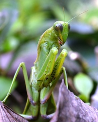 Sphodromantis