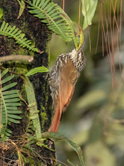 Lepidocolaptes leucogaster