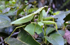 Sphodromantis