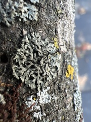 Phaeophyscia