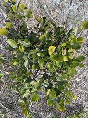 Grewia occidentalis