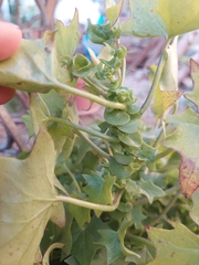 Delairea odorata