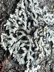 Phaeophyscia