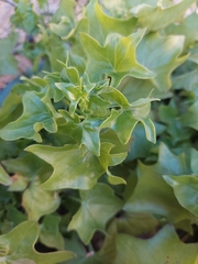 Delairea odorata