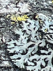 Phaeophyscia
