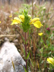 Bellardia trixago