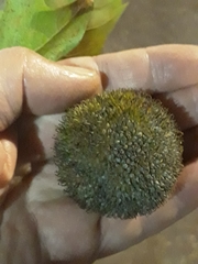 Platanus