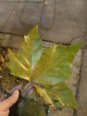 Platanus
