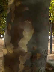Platanus