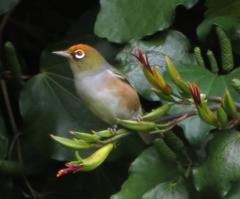 Zosterops lateralis lateralis