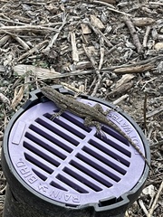 Sceloporus occidentalis
