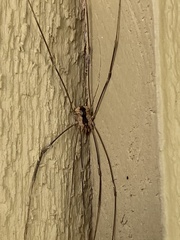 Leuronychus pacificus