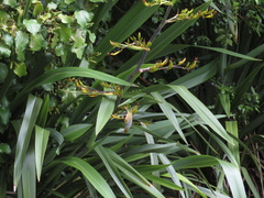 Zosterops lateralis lateralis