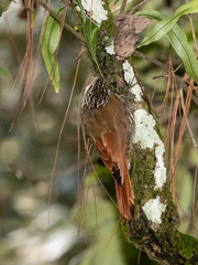 Lepidocolaptes leucogaster
