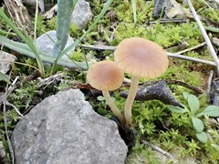 Galerina graminea