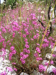Silene scabriflora