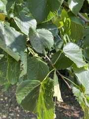 Tilia