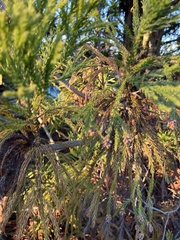Cryptomeria japonica