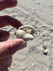 Semicassis granulata