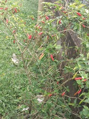Capsicum annuum