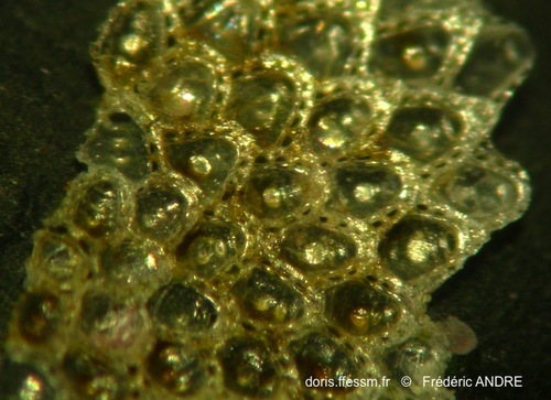 Representative image of Chorizopora brongniartii