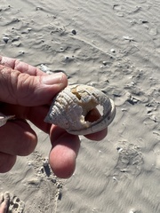 Semicassis granulata