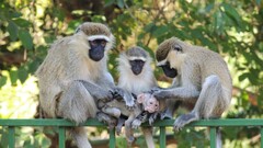 Chlorocebus pygerythrus