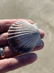 Argopecten irradians