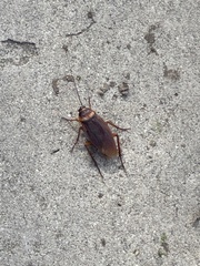 Periplaneta americana