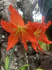 Hippeastrum