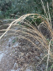 Andropogon virginicus