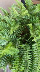 Nephrolepis exaltata