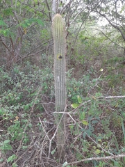 Pilosocereus