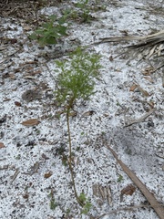 Eupatorium capillifolium