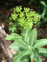 Bupleurum fruticosum