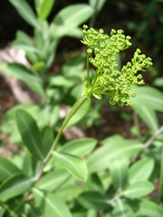 Bupleurum fruticosum