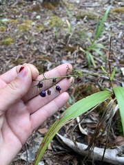 Dianella sandwicensis