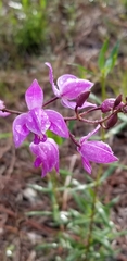 Bletia purpurea
