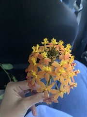 Epidendrum × obrienianum