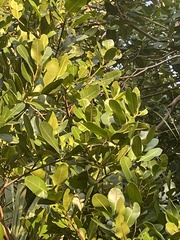 Calophyllum
