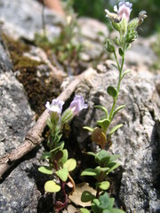 Chaenorhinum origanifolium