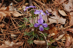 Viola pedata