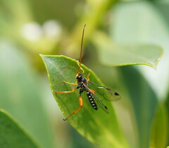 Echthromorpha intricatoria