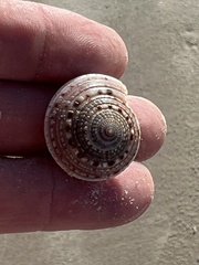 Architectonica nobilis