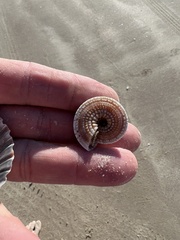 Architectonica nobilis