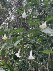 Brugmansia