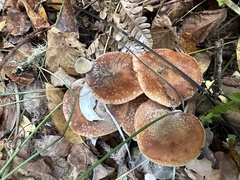 Armillaria sinapina