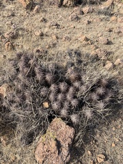 Cactaceae