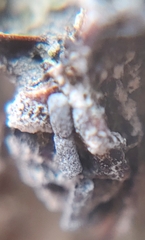 Ophiocordyceps unilateralis