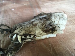 Vulpes vulpes vulpes